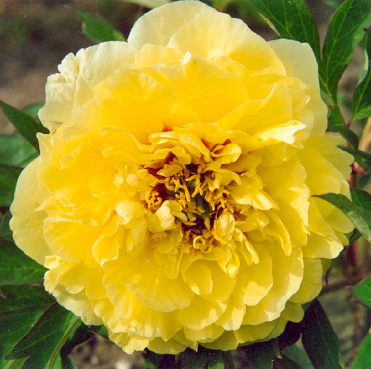 Пионы желтые фото и описание Пион ито-гибрид Йеллоу Краун (Paeonia Itoh Yellow Crown) купить в Санкт-Петербур