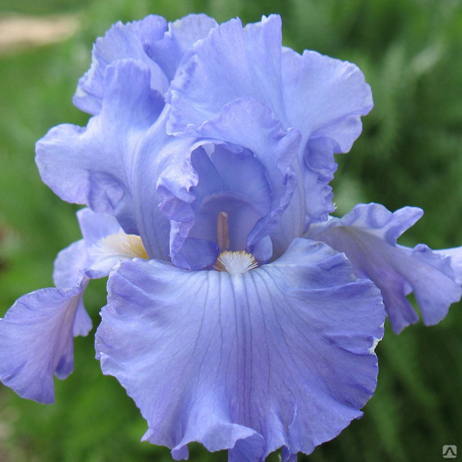 Ирис Германский Харбор Блу (Iris Germanica Harbor Blue) купить в  Санкт-Петербурге Лисий Нос Беговая Приморский район Чёрная речка - Villa  Planta