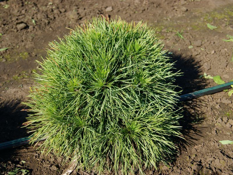 Сосна черная Глобоза (Pinus nigra Globosa) 10л 45х45см 2