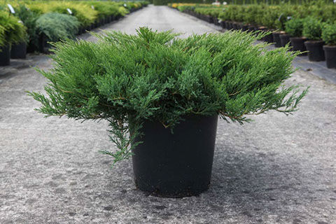 Можжевельник гориз. Андорра Компакт (Juniperus Andorra Compact) 7.5-10л