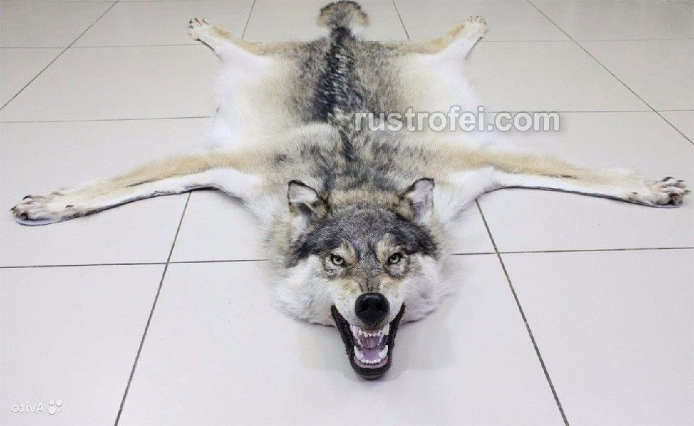 Шкура волка с головой 145 см